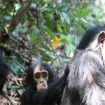 4 Days Kibale Forest National Park Tour