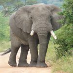 6 Days Queen Elizabeth National Park Tour