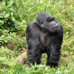 8 Days Rwanda Tour