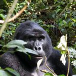 gorilla trejjing in uganda