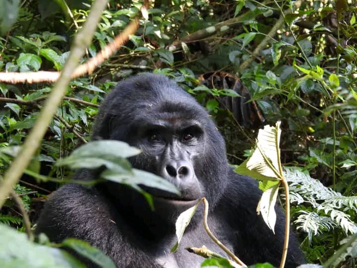 gorilla trejjing in uganda