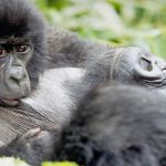 4 Days Virunga National Park Tour