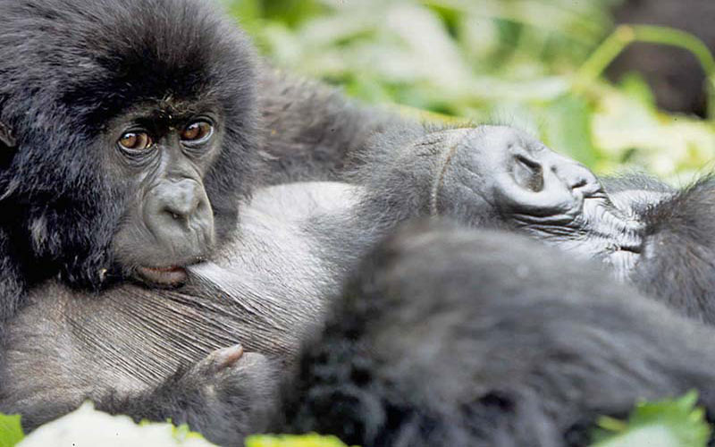 4 Days Virunga