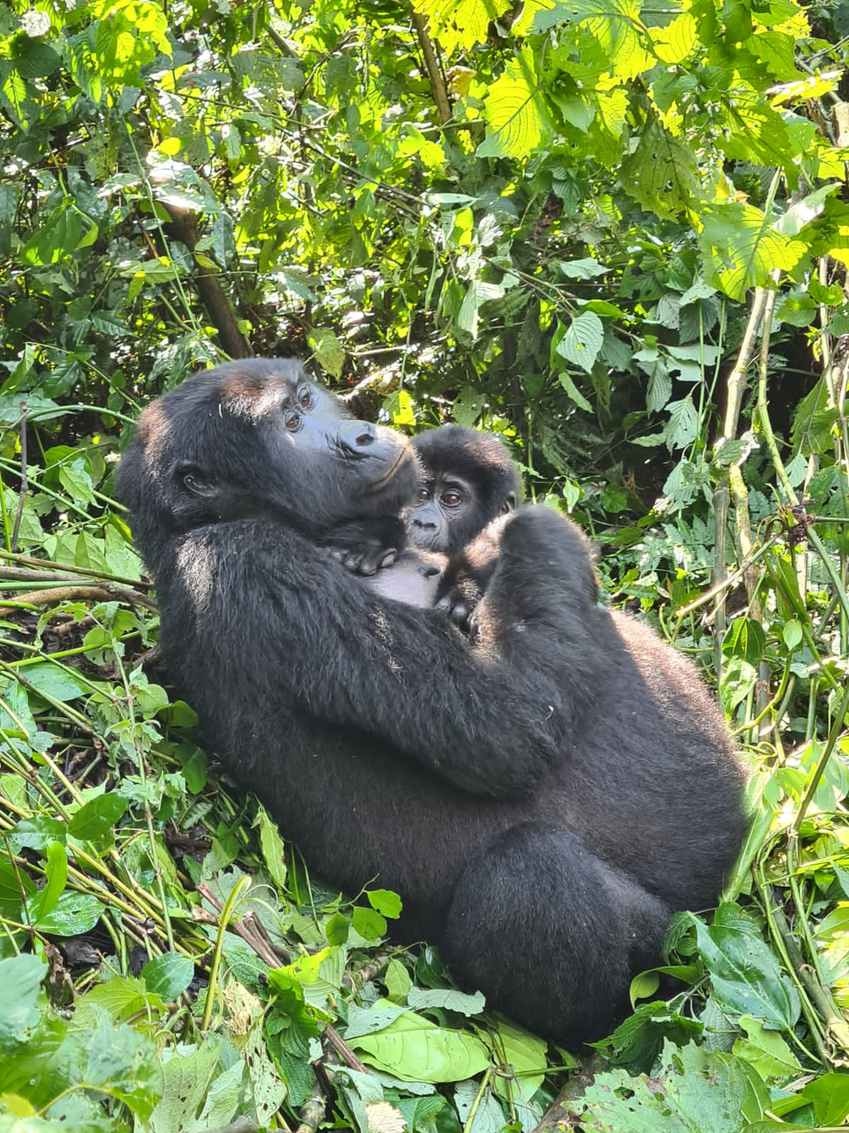 gorilla trekking